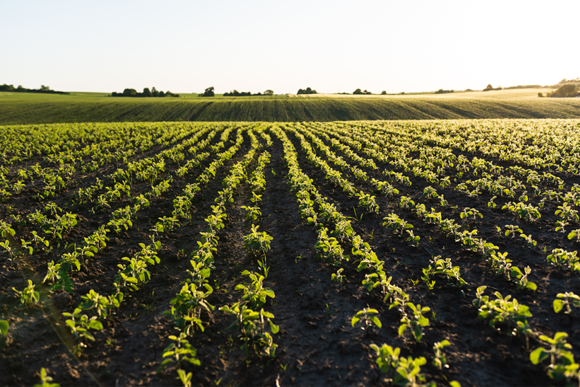 Verão no campo: como o clima influencia o manejo e a produtividade das lavouras